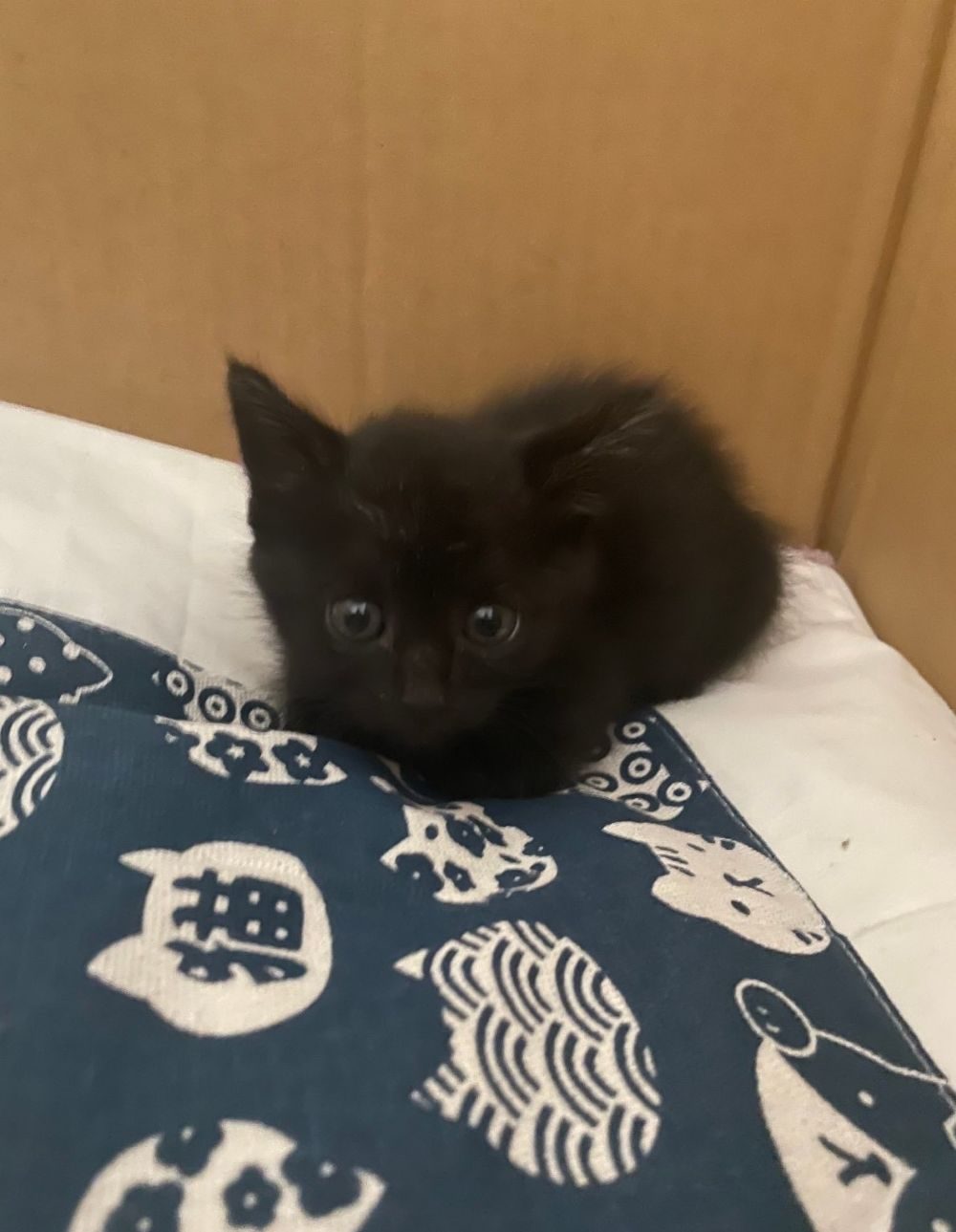 真っ黒なぬいぐるみのような子猫　→3年後の姿に「かわいい」「大きくなりましたね」