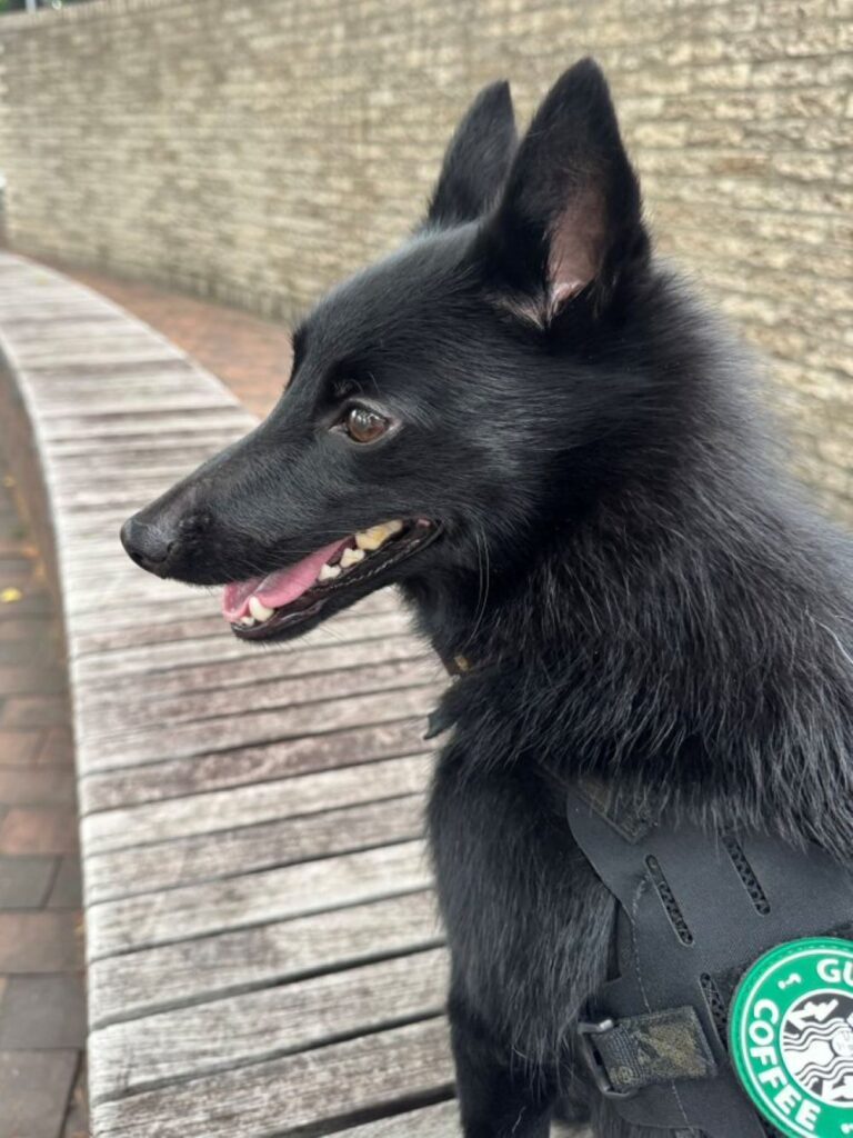 スキッパーキのビビくん（@u_sinさんより提供）