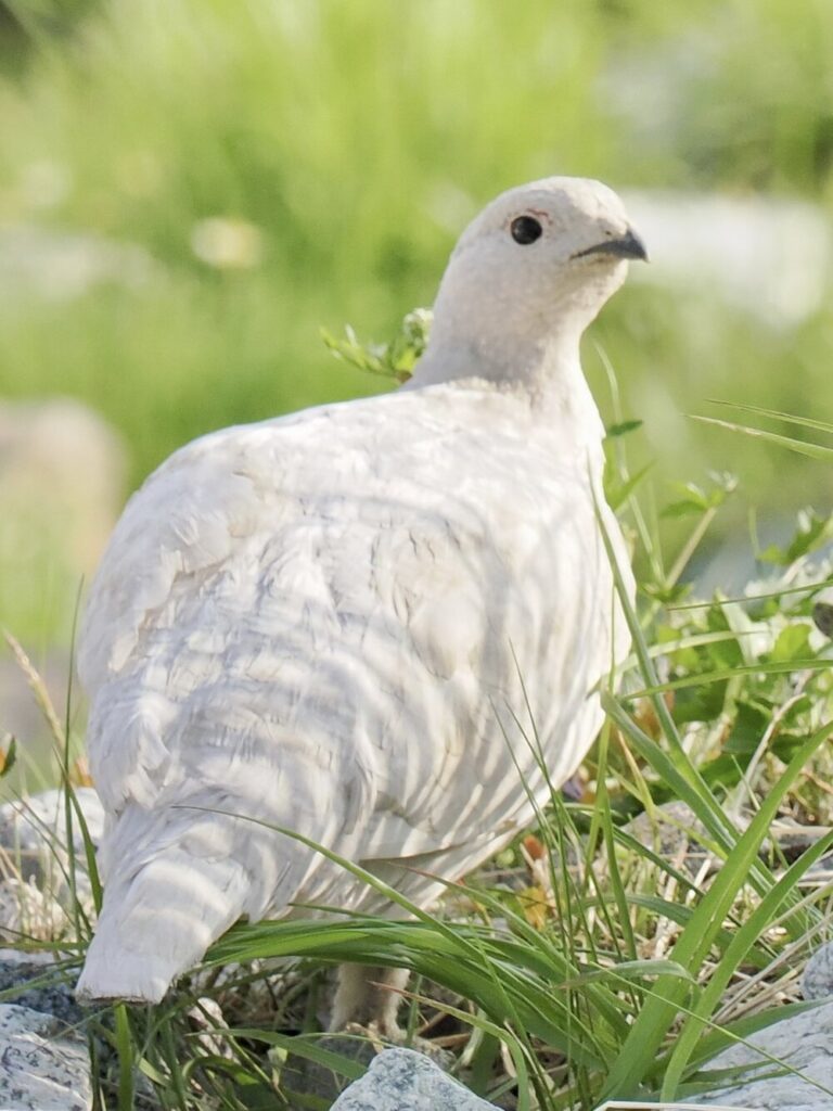 ずっと一緒にいたくなる美しさ（@yamacook1さん）