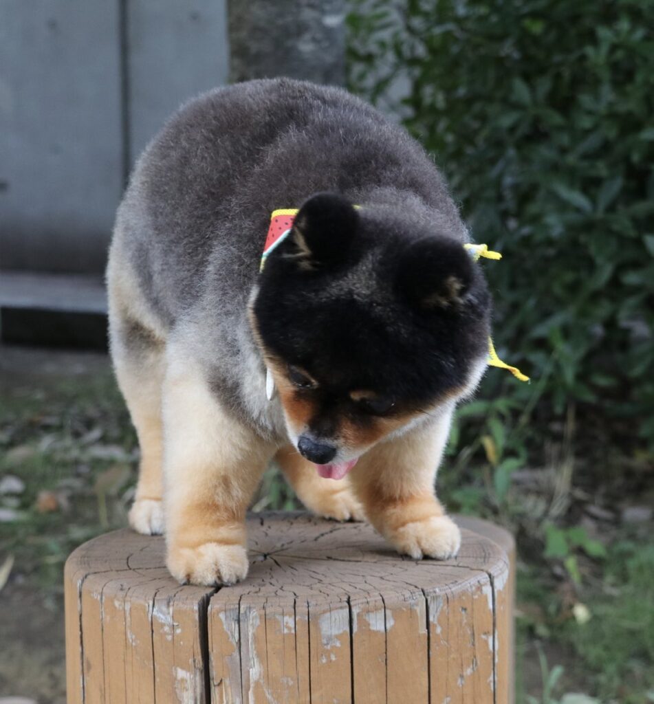 【実際の写真5枚】　飼い主さんが見た光景