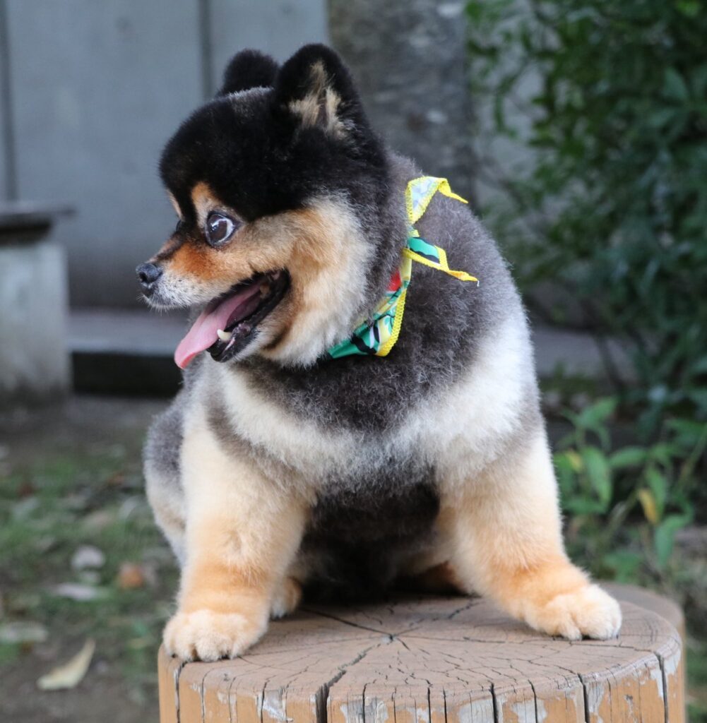 熊のような迫力（＠kyabetubatakeさんより提供）