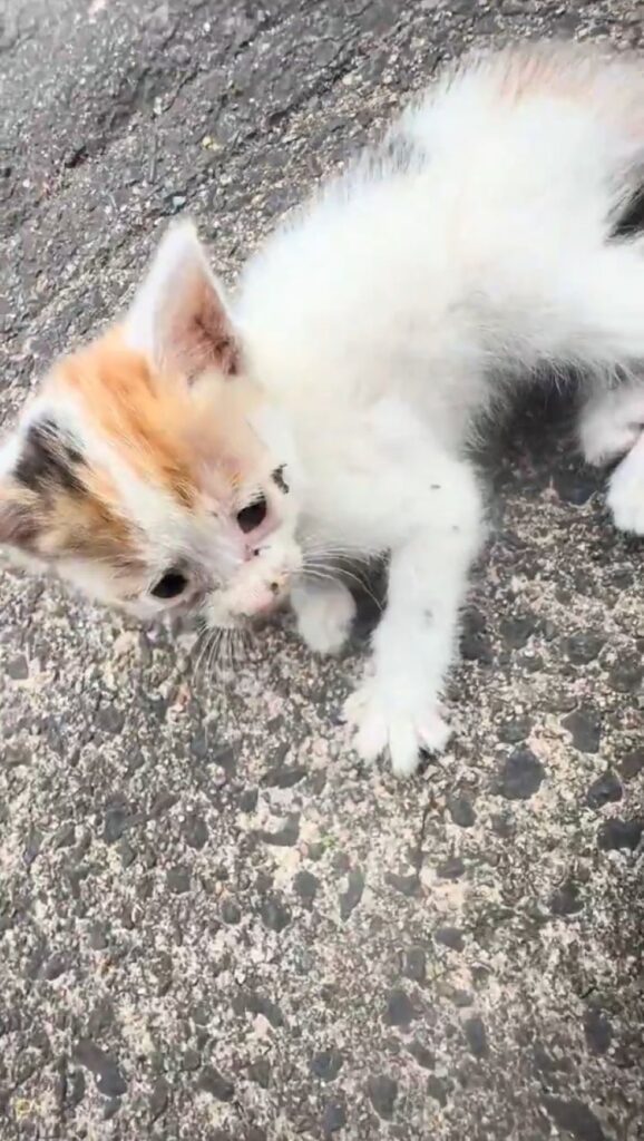 保護した頃（＠yapomesaさんより提供）