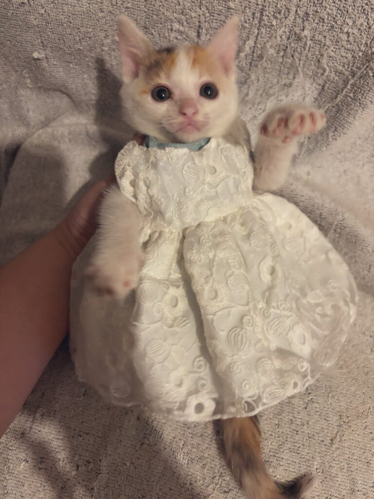 現在の様子（＠yapomesaさんより提供）