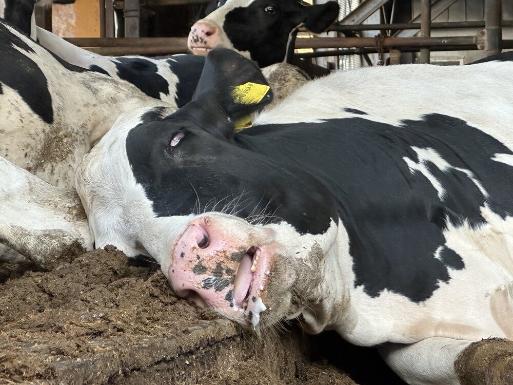 気持ちよさそうに眠る牛（@mominoki_farmさんより提供）