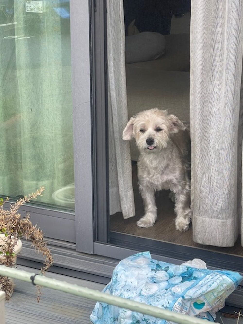 老犬になりあまりご飯を食べれなくなったワンちゃん　しかし、まさかの方法を試すと…「素敵なママ」「幸せな光景すぎる」「愛は伝わる」