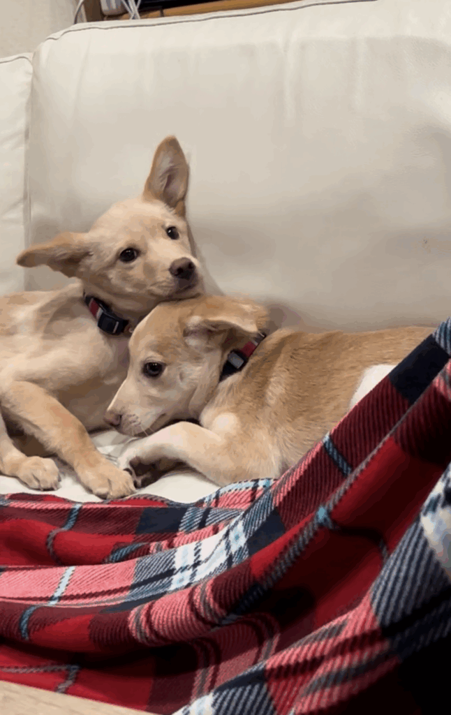 引き取って1ヶ月以内の様子（@kukai_hogokenさんより提供）