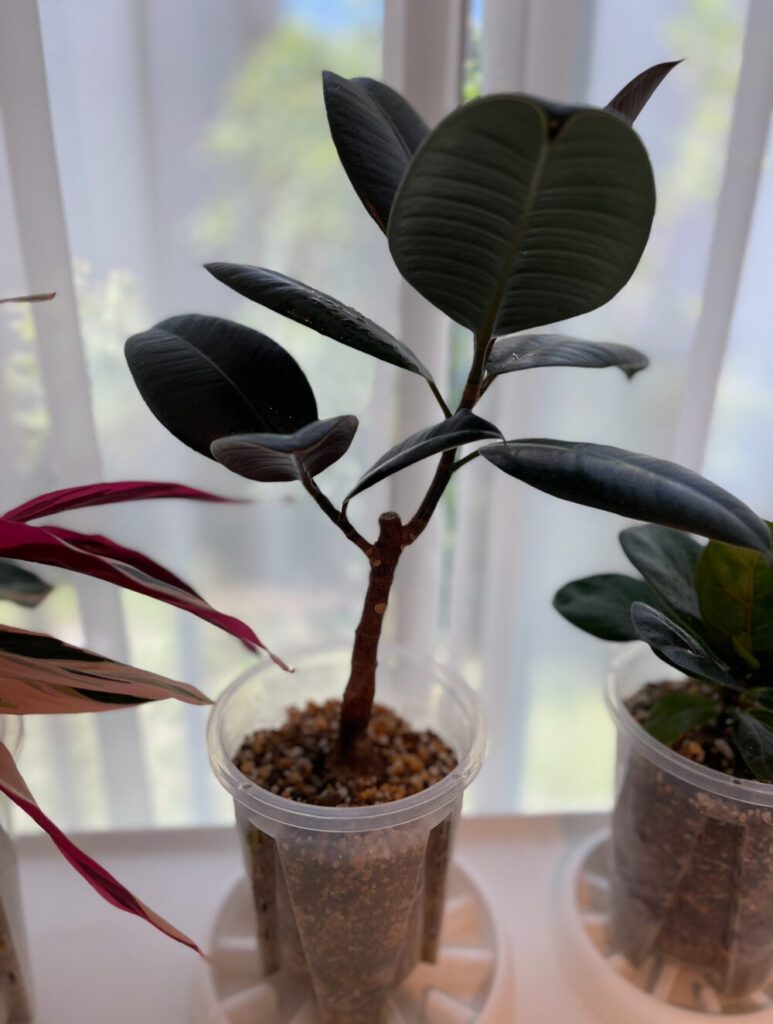 100円ショップで購入したフィカスバーガンディ
（@yurihome2さんより提供）