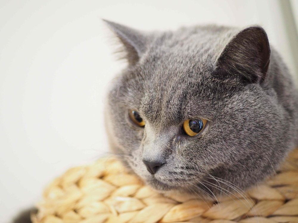 こりきくん（@takopo1013より提供）