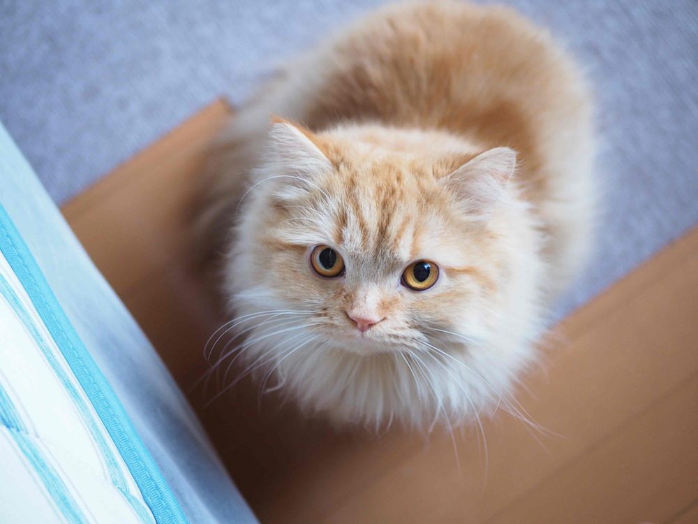 【実際の写真4枚】　夫が見た光景