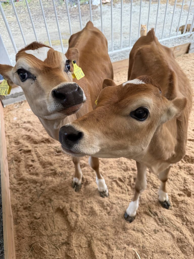 アマナちゃんとサクラちゃん②（＠aerofarm_5865さんより提供）