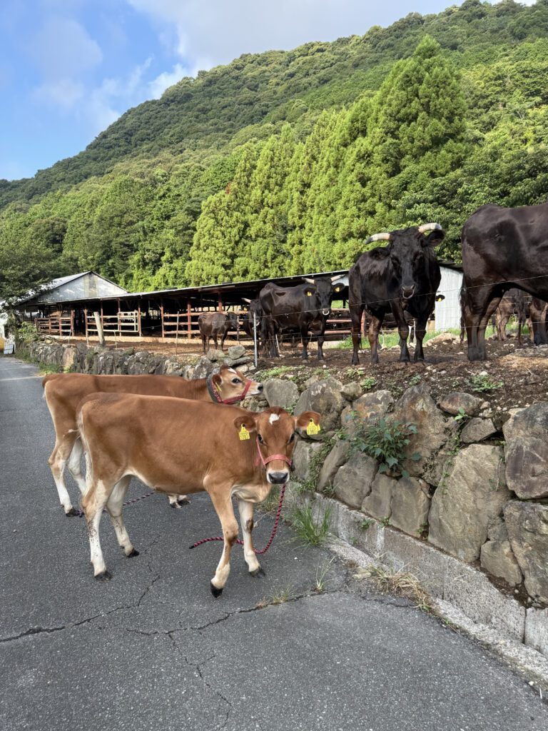 アマナちゃんとサクラちゃん③（＠aerofarm_5865さんより提供）