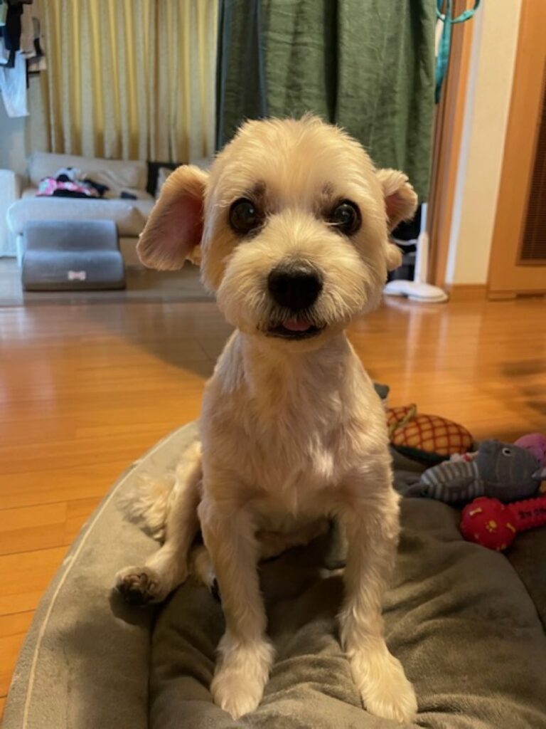 【実際の写真】方法を試した結果