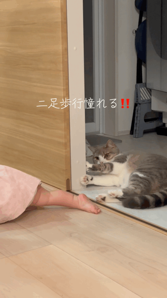 二足歩行に憧れるもちくん（@mochikun0129さん提供）