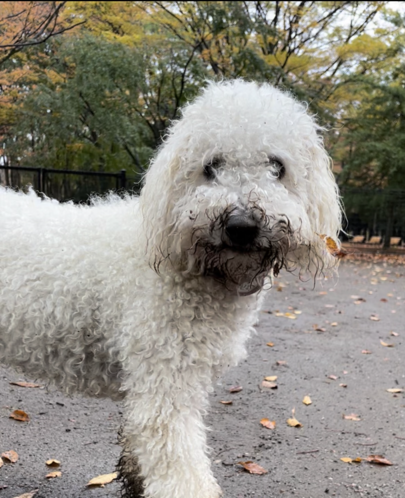 お外での様子（＠maiko_manjiさんより提供）