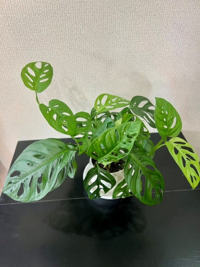 育てている植物①（＠m.plants921さんより提供）