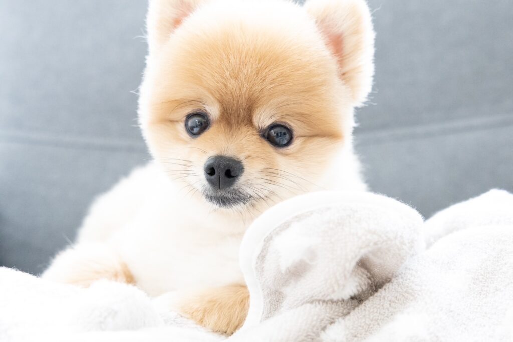 お目目まんまる（＠monachan2525さんより提供）