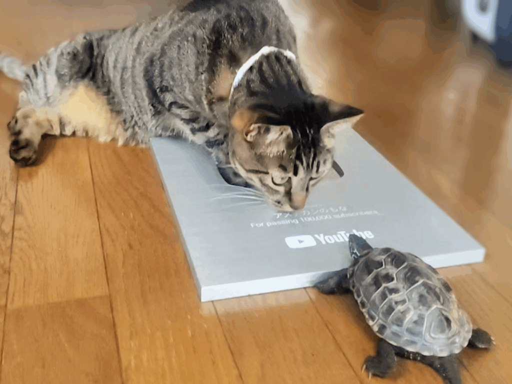 見つめ合っています（＠Mh0MLiErcV8E97Cさんより提供）