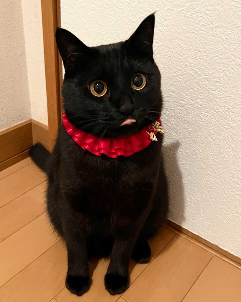 じっと見つめるうにくん②（@uni_kuronekoさんより提供）