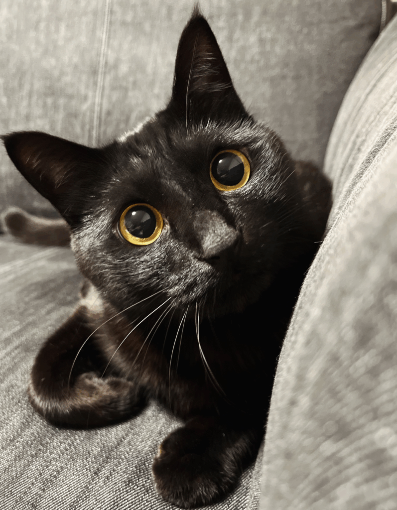 じっと見つめるうにくん①（@uni_kuronekoさんより提供）