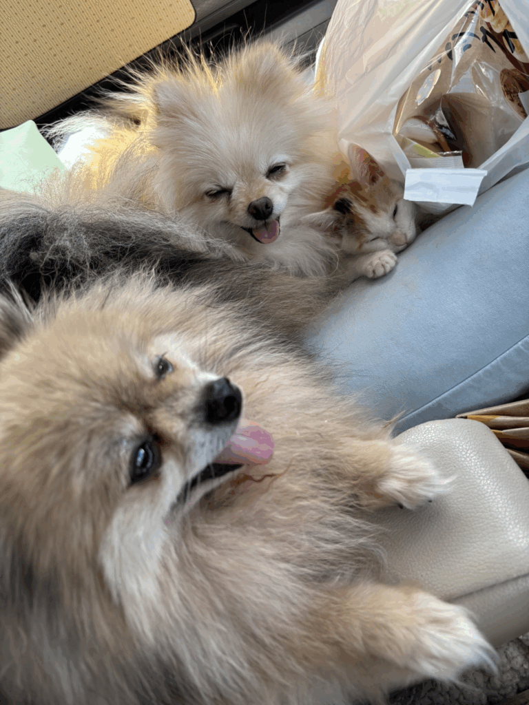 一緒に暮らすワンちゃんと（＠yapomesaさんより提供）