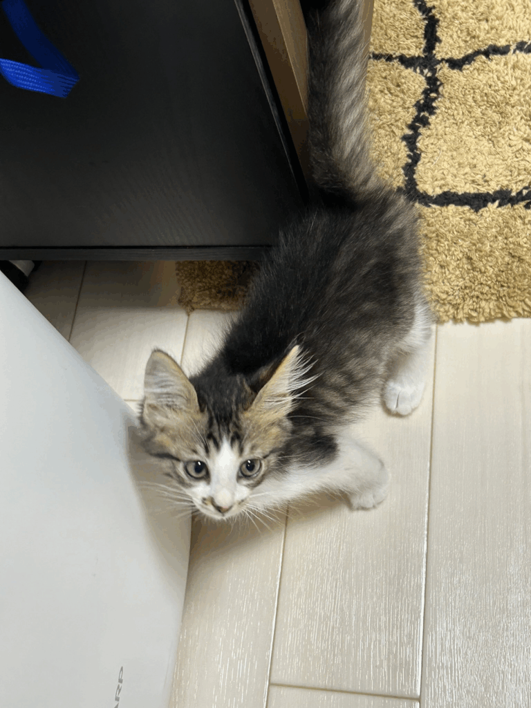 ほたてくんの子猫時代①（@hotanyanさんより提供）