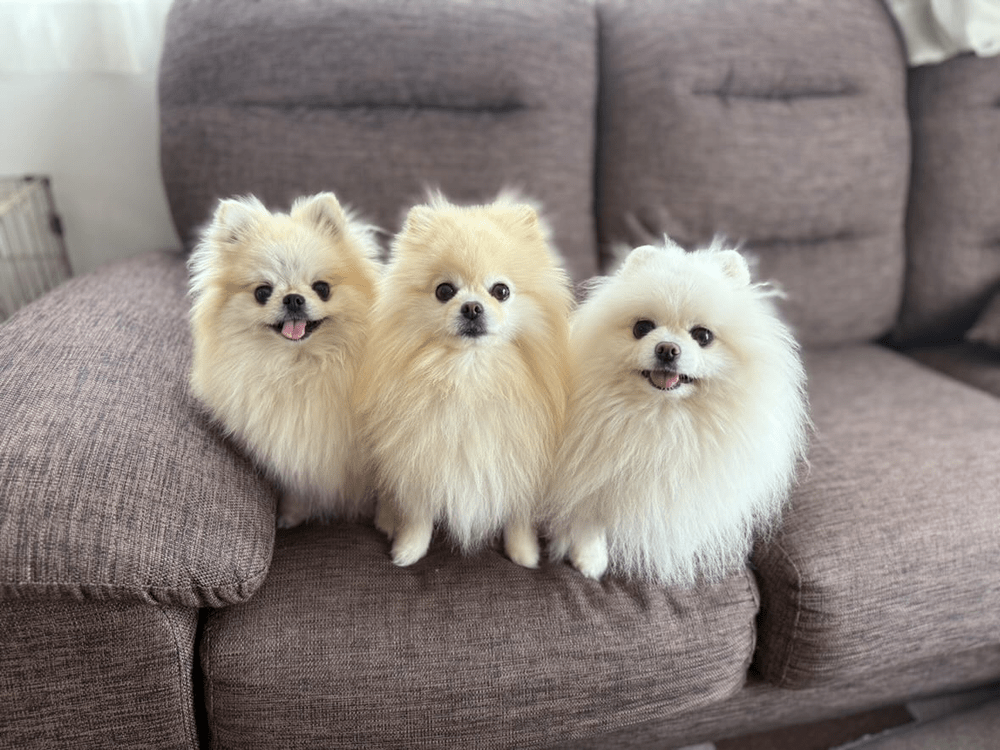 みんなでカメラ目線（@melkuramarinさんご提供）