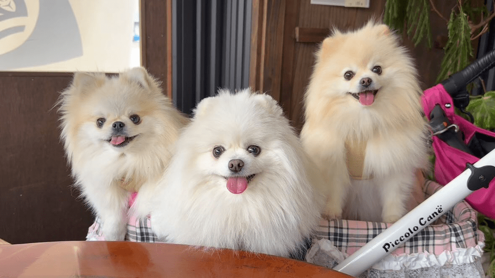 表情も似てくる（@melkuramarinさんご提供）