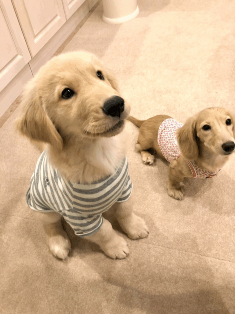 おやつが欲しい2匹（@tansokumikanさんより提供）