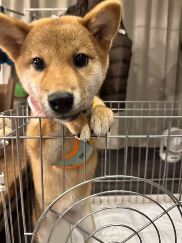 【実際の写真5枚】　変化後の様子