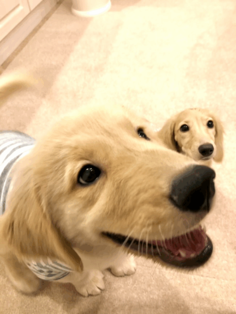 近づいてくると…！？（@tansokumikanさんより提供）