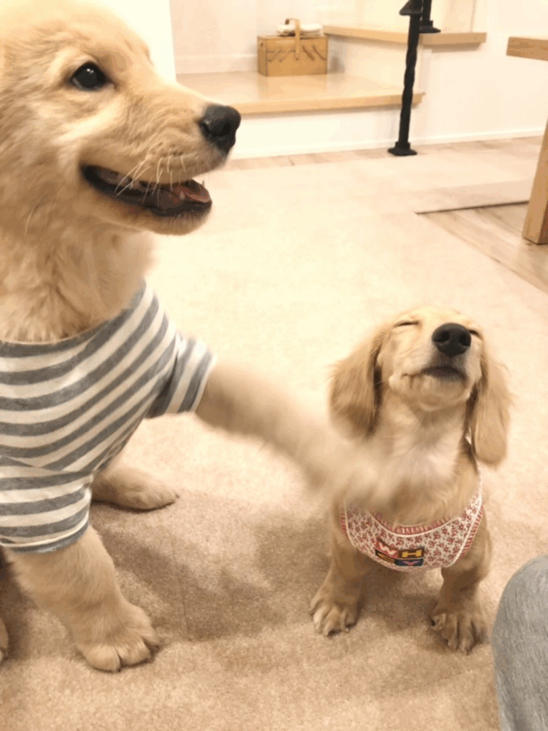 覚えたての「お手」で猛アピール（@tansokumikanさんより提供）