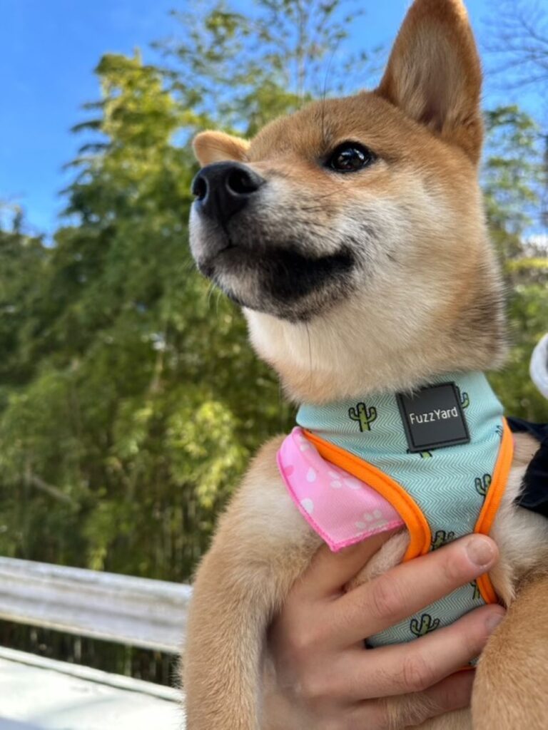 普段の様子②（＠taoyame36さんより提供）