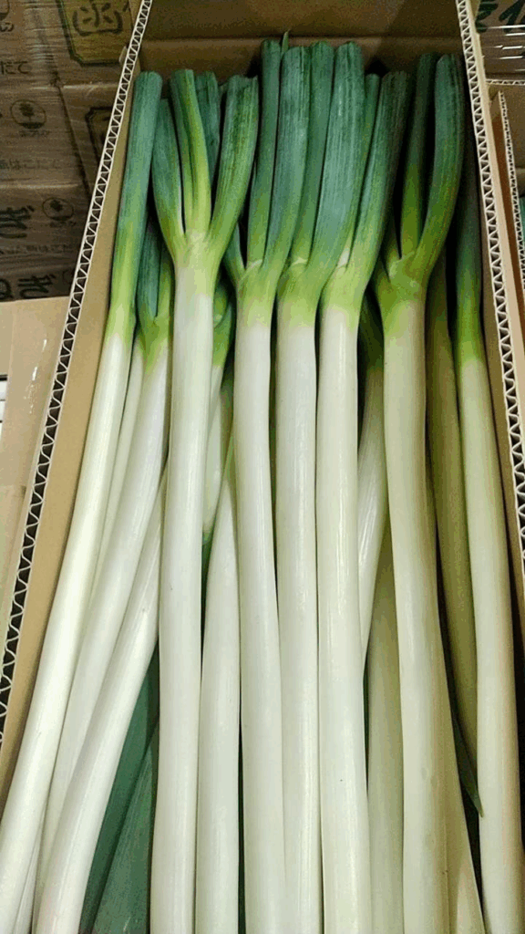 新鮮で美しいネギを作っています（@iwamotofarmさんより提供）
