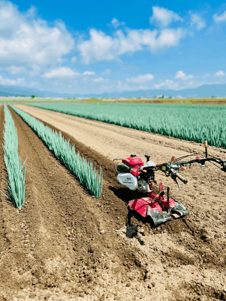 【実際の写真】ネギの食べ方
