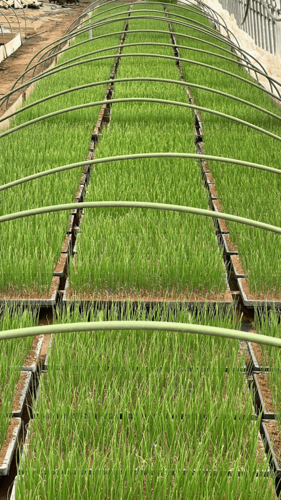 新たな産地を増やしたい（@iwamotofarmさんより提供）