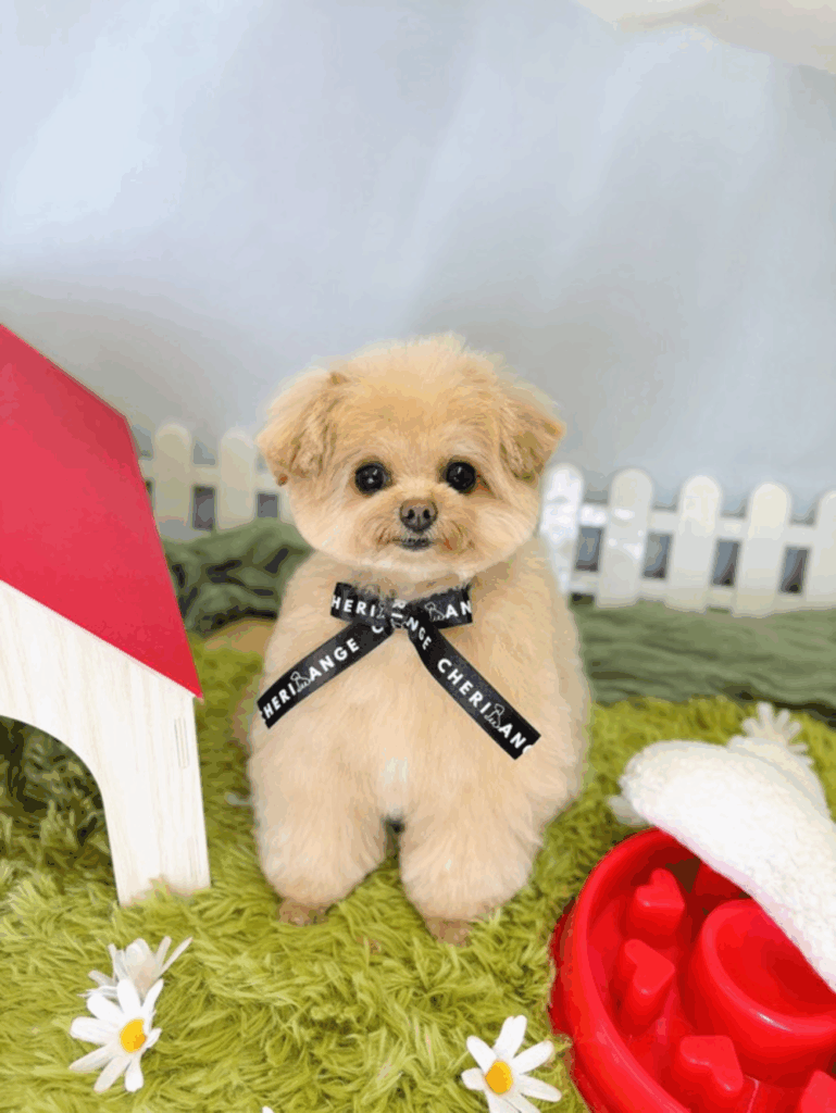 普段のつくしちゃん。かわいい！笑（＠_tsuku.kan.ito_さんより提供）