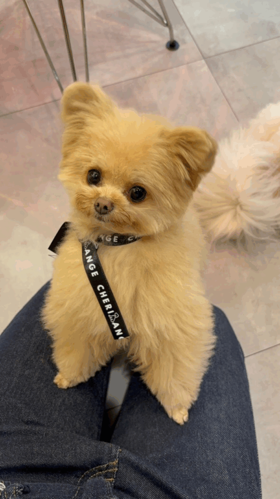 【実際の写真】　飼い主さんが見た光景