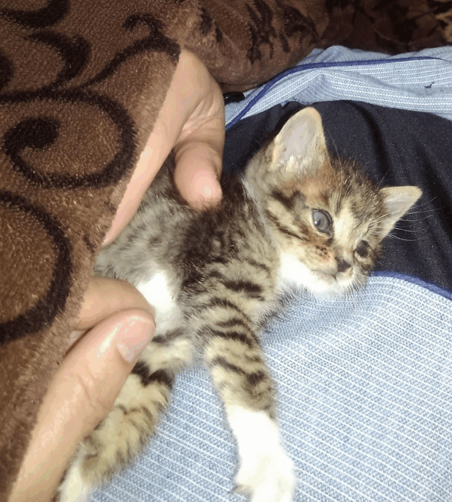 【実際の写真４枚】　飼い主さんが見た光景