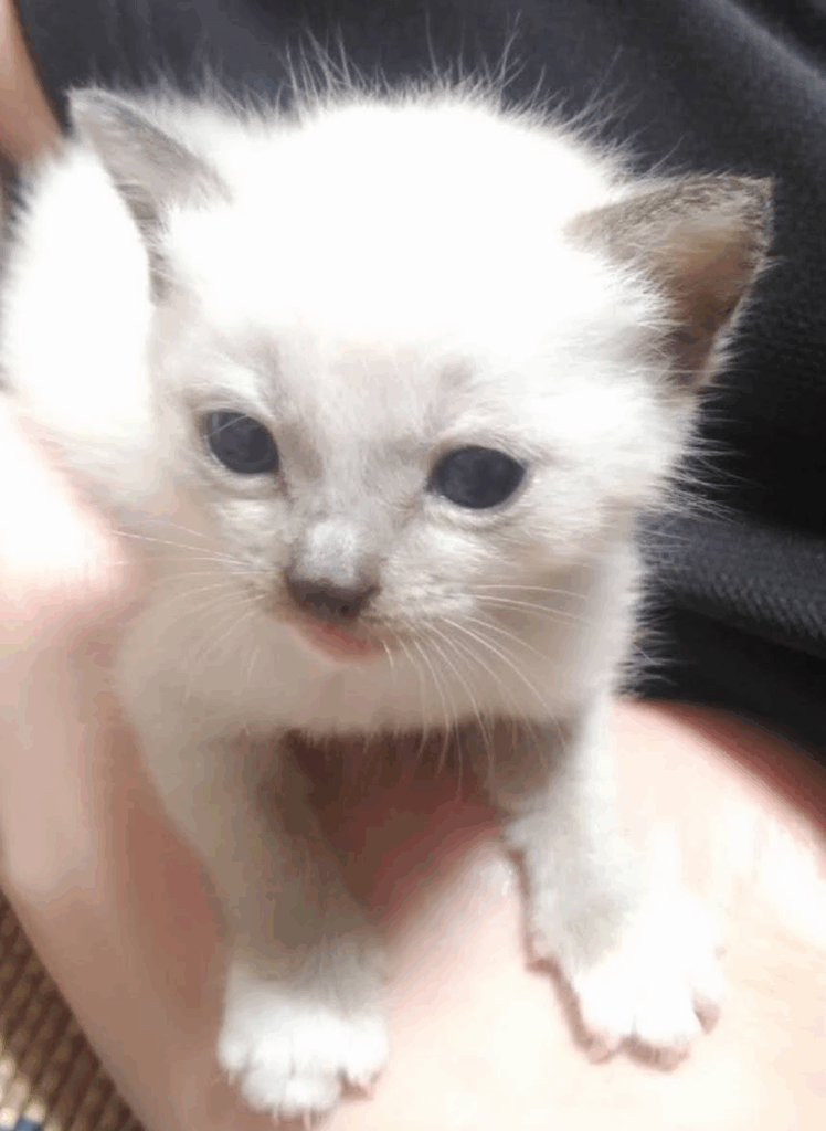 保護された当時の姿（@yukimi.06さんご提供）