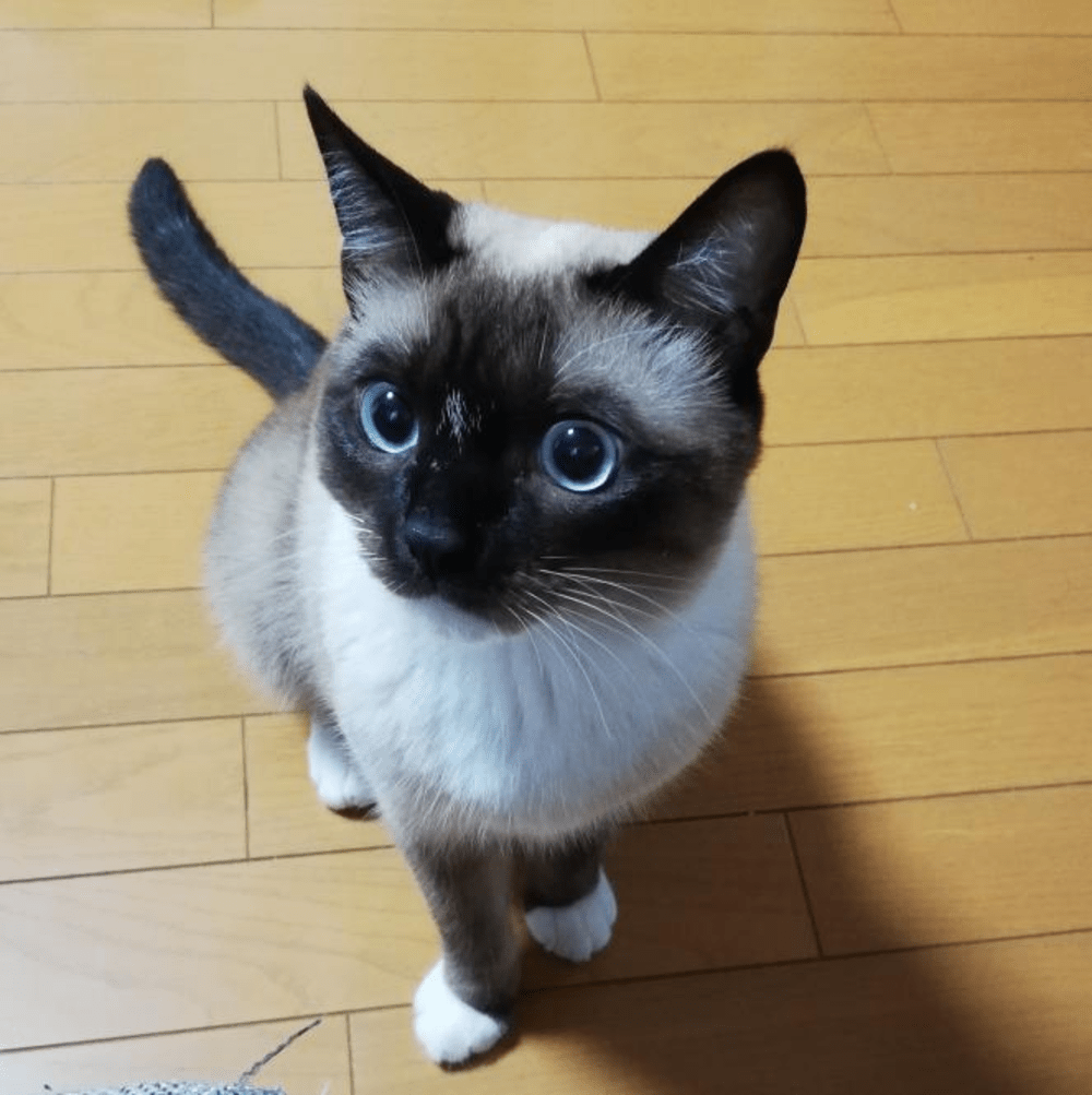 1歳の姿。お顔がガングロに！（@yukimi.06さんご提供）