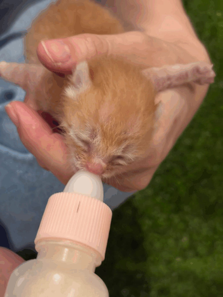 3時間おきのミルク（＠hungry.zさんより提供）