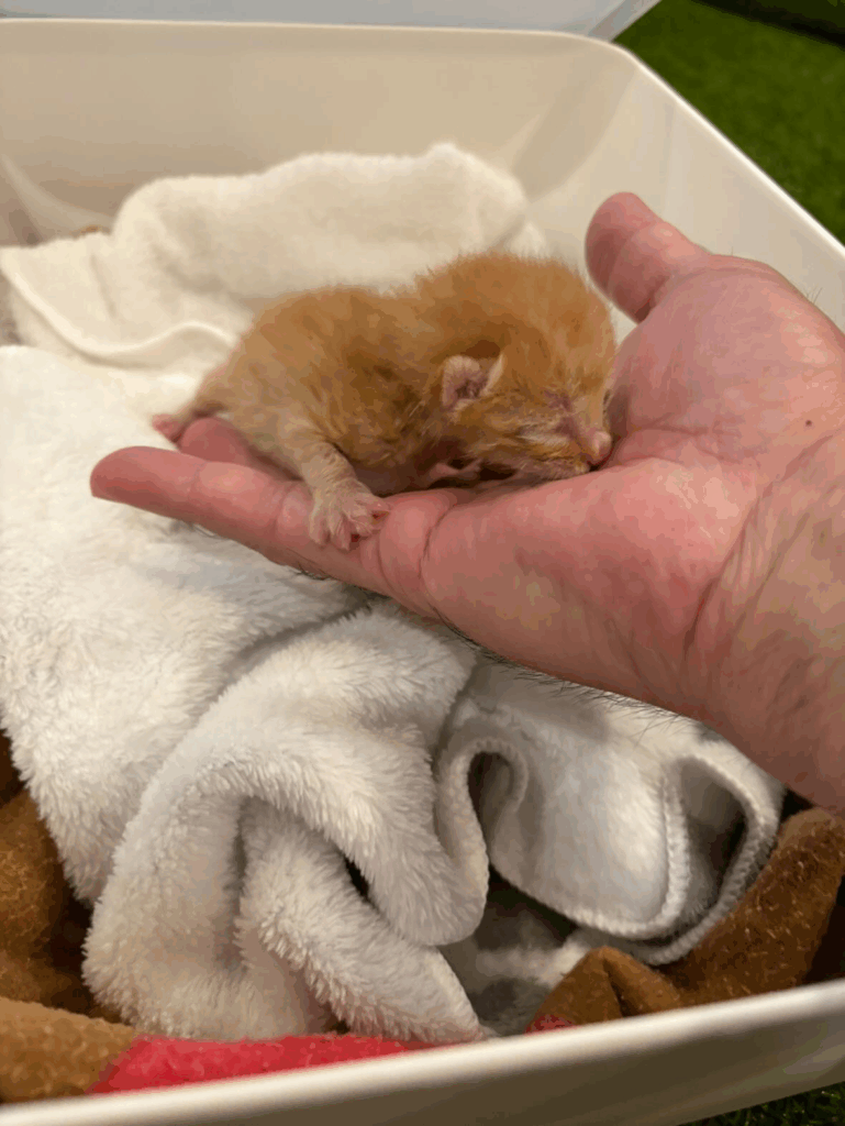 保護されたちゃいくん（＠hungry.zさんより提供）