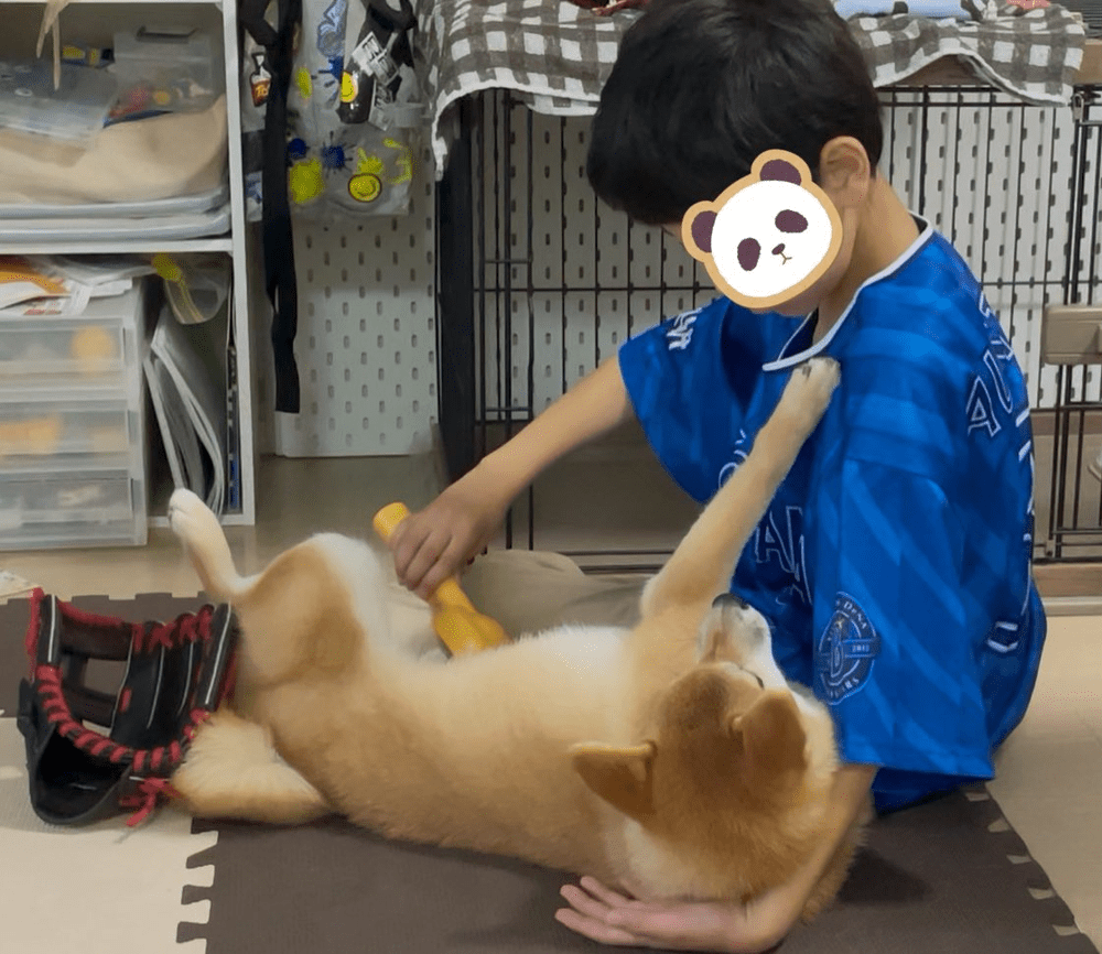 わんちゃんにメロメロ（@lan_mameshibaさんより提供）