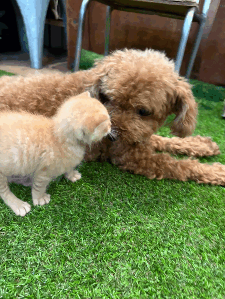 モコちゃんも受け入れてくれました（＠hungry.zさんより提供）