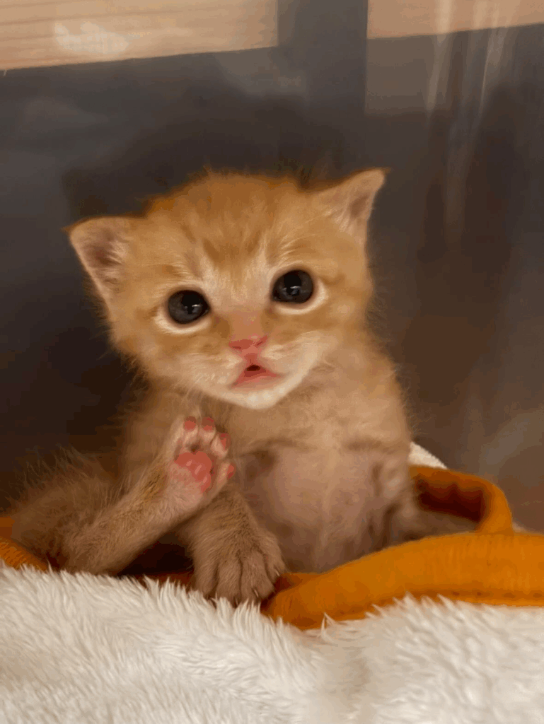 ちゃいくん（＠hungry.zさんより提供）