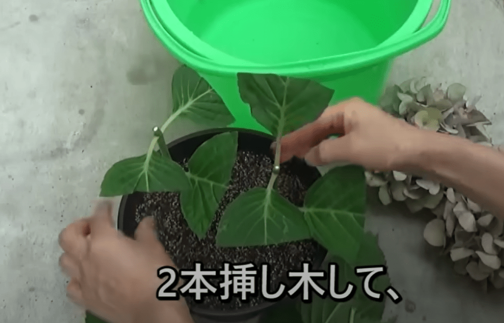 【実際の写真】4年後の光景