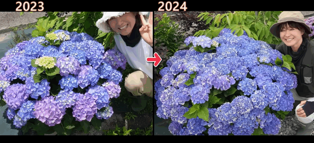 前年と比べて…（＠ohanachannel30さんより提供）