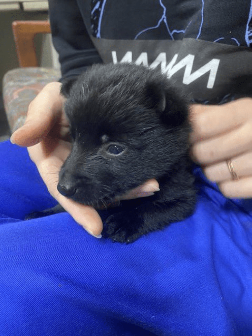 黒いふわふわの赤ちゃんワンコ→その後、幼児から「オオカミ」と間違えられ…→4年後の姿に「イケメン」「珍しいですよね」「間違いそう」