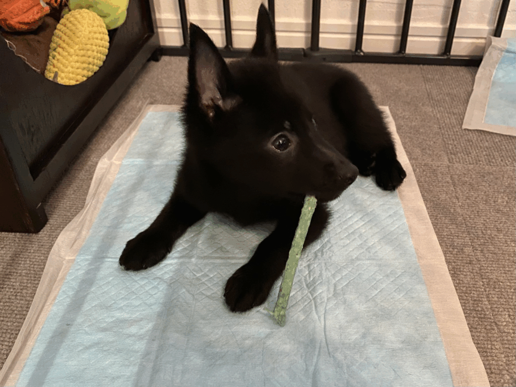 【実際の写真5枚】　４年後の様子