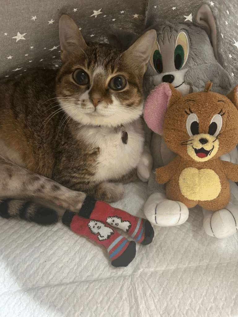 愛ちゃん（＠shie.etoさんより提供）